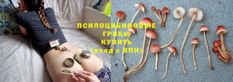 дарнет шоп  Навашино  блэк спрут ссылка  Галлюциногенные грибы MAGIC MUSHROOMS 